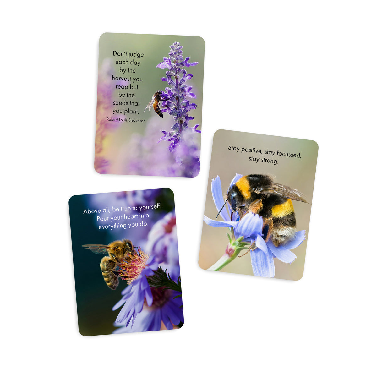 Just Bee - 24 Animal Affirmation Cards + Stand
