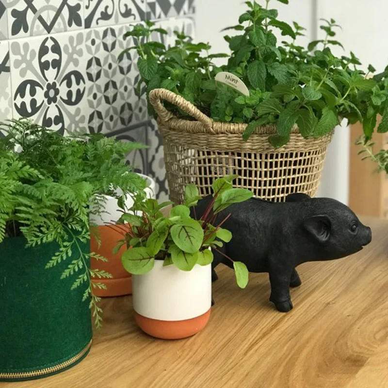 Pig Money Box - Black