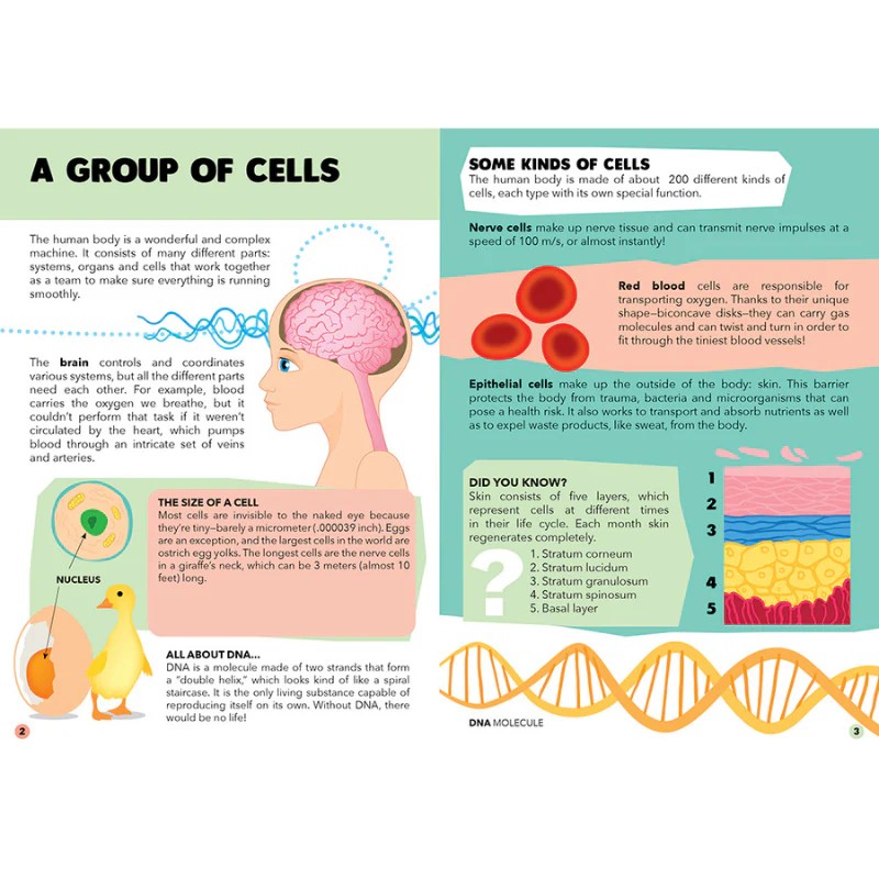 The Human Body Puzzle & Book Set